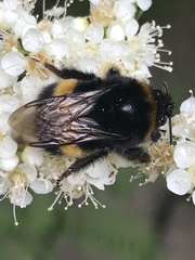 Bombus
