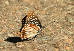 Papilionoidea