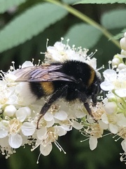 Bombus