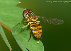 Toxomerus verticalis