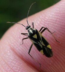 Grypocoris heinzi