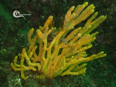 Axinella polypoides