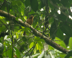 Rhytipterna holerythra