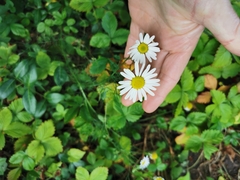 Tripleurospermum inodorum