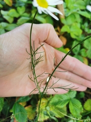 Tripleurospermum inodorum