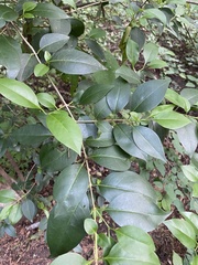 Ligustrum lucidum