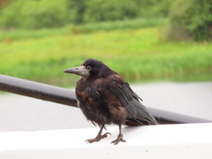 Corvus frugilegus