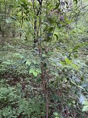 Ligustrum lucidum