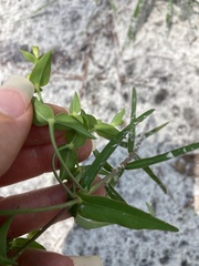 Euphorbia floridana