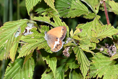 Coenonympha arcania
