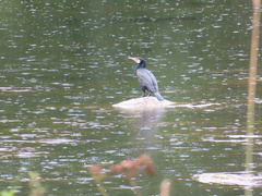 Phalacrocorax carbo