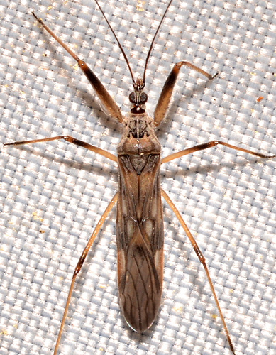 Metatropiphorus belfragii Reuter, 1872