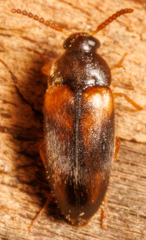 Mycetochara
