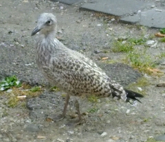 Larus argentatus