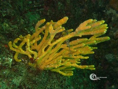 Axinella polypoides