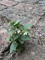 Solanum nigrum