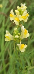 Linaria vulgaris