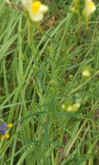 Linaria vulgaris