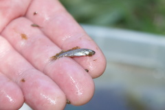 Catostomus occidentalis