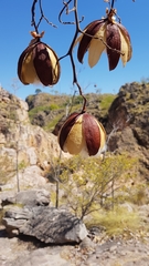 Cochlospermum gillivraei