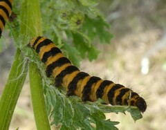 Tyria jacobaeae