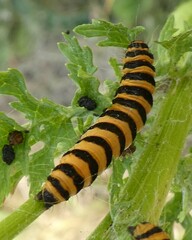 Tyria jacobaeae