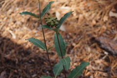 Asclepias hypoleuca