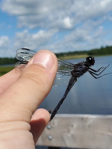 Slaty Skimmer, New Brunswick E1G, Canada, photo 8 of 10