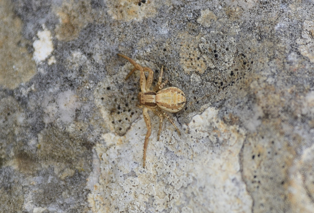 Coriarachnini from Αττική, Ελλάδα on October 14, 2021 at 1109 AM by