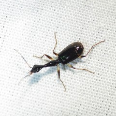Colliuris lioptera