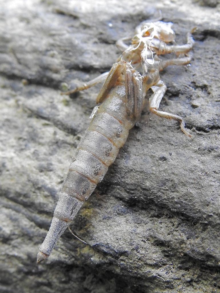 Arrow Clubtail