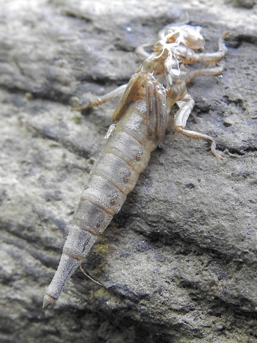 Arrow Clubtail