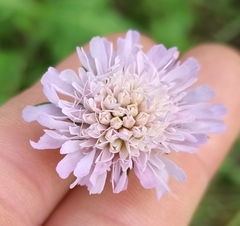 Knautia arvensis