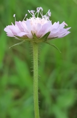 Knautia arvensis