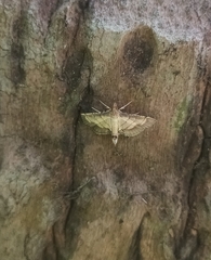Cnaphalocrocis trebiusalis