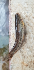 Acanthocobitis