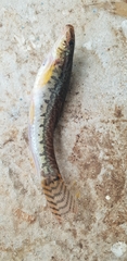 Acanthocobitis
