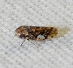 Xestocephalus tessellatus