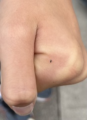 Cimicoidea