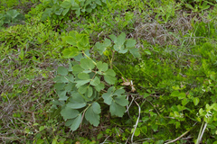 Peucedanum japonicum