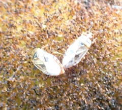 Chilacis typhae