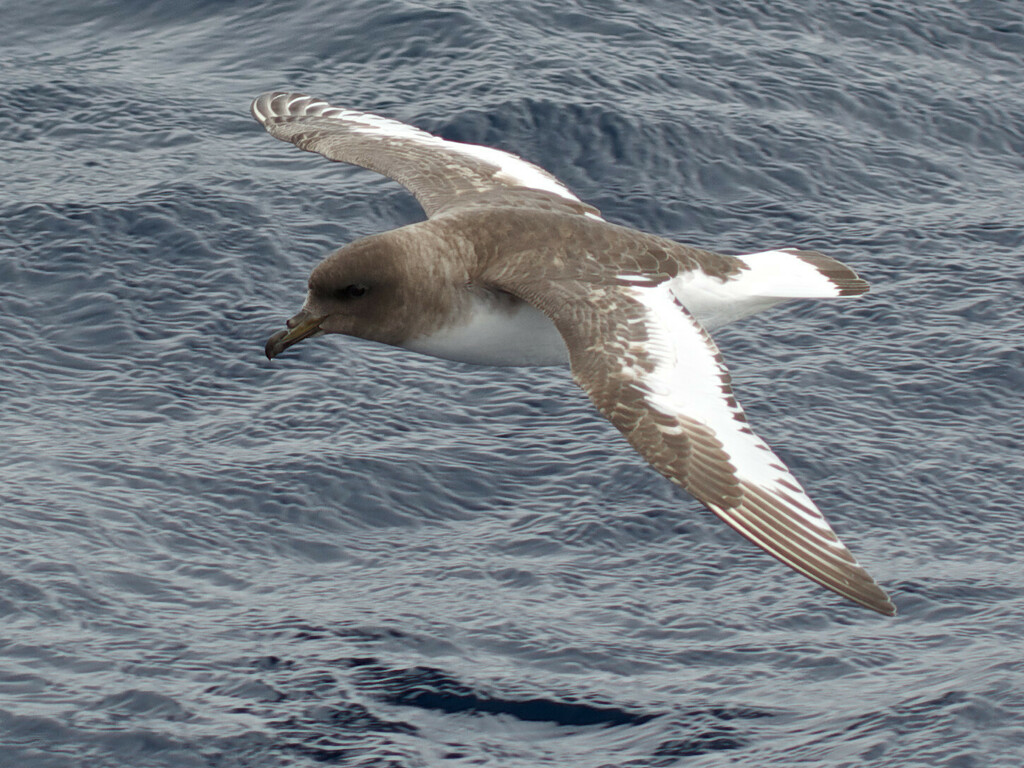 Antarctic Petrel photo