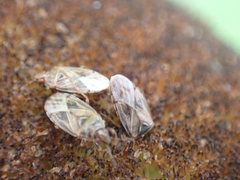 Chilacis typhae