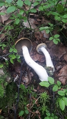 Cortinarius subtortus