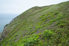 Peucedanum japonicum