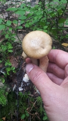 Cortinarius subtortus