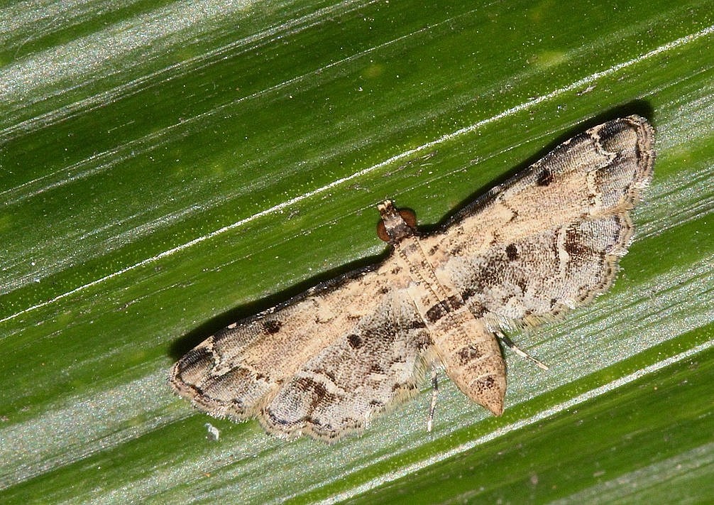 Sufetula