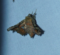 Dysodia granulata
