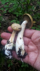 Cortinarius subtortus