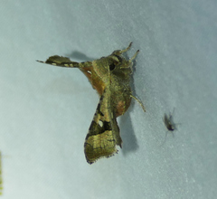 Dysodia granulata